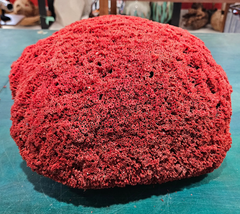 Large red pipe coral specimen with natural tube structure and dome shape, measuring 13x11.5x8 inches