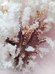 Vintage Brownstem Coral with textured brown branches – 10 x 8.25 x 6.5 inches coastal display piece