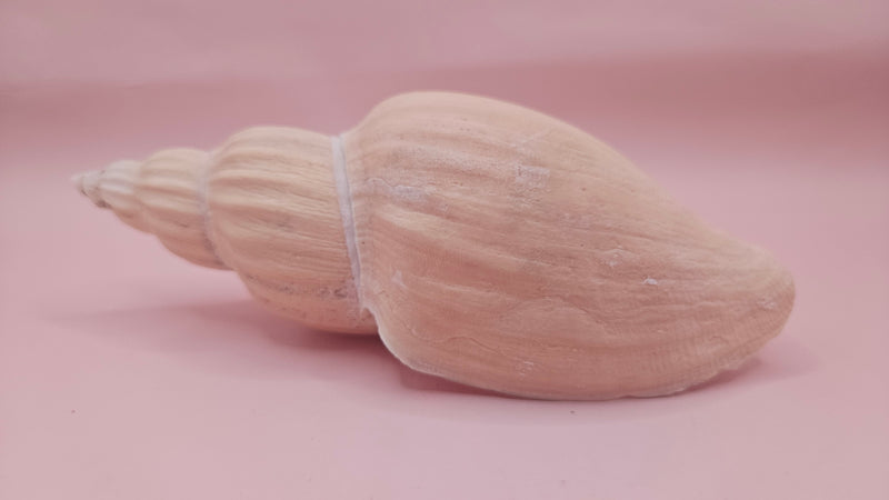 Fulgoraria nagouchii hashingi seashell with spiral ridges and soft peach color on pink background