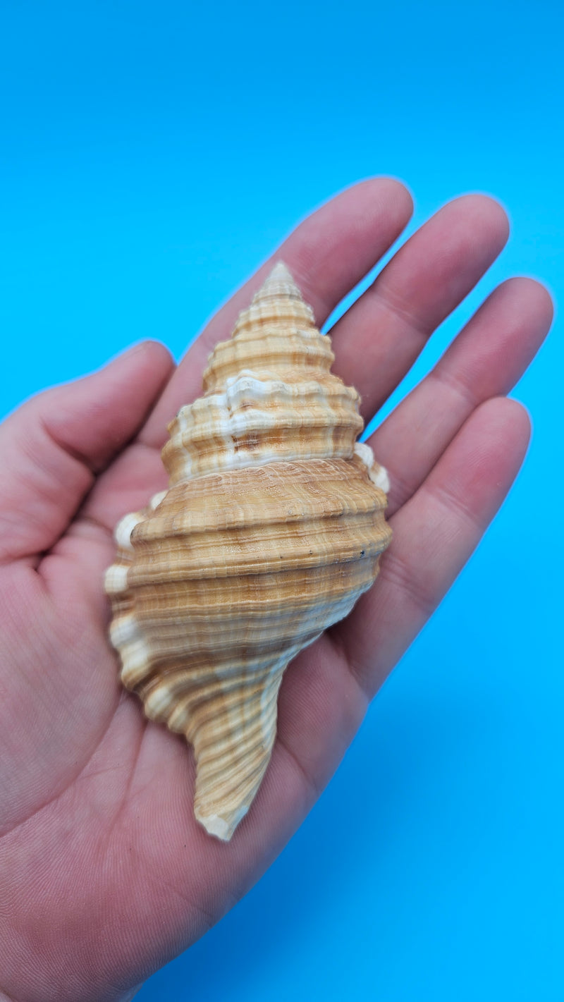 Cabestana spengleri shell, 3.8 inches, golden-brown with ribbed spiral whorls and wide flared aperture.