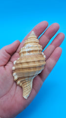 Cabestana spengleri shell, 3.8 inches, golden-brown with ribbed spiral whorls and wide flared aperture.