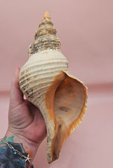 Large natural horse conch shell with weathered beige tones and ribbed spiral, held in hand for scale