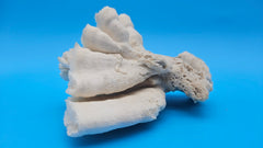 Vintage Candy Cane Coral specimen for coastal home decor - natural marine piece