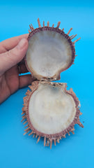  spiny Spondylus shell pair with purple tones, shown open and closed on bright blue background