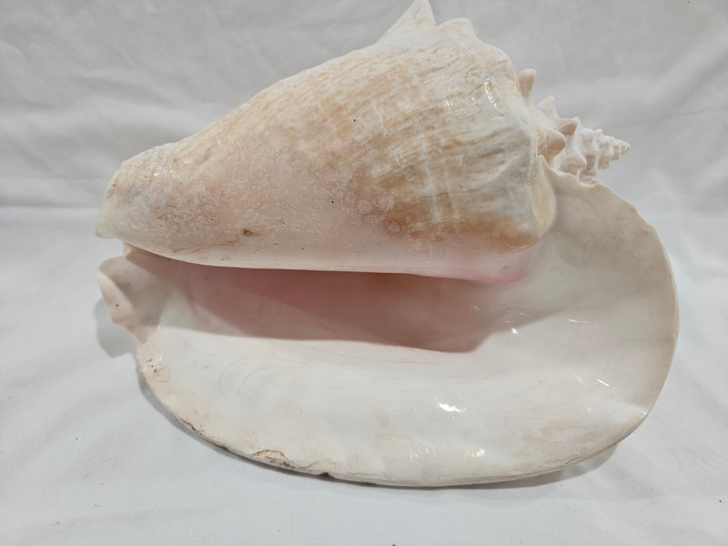 Queen Conch Shell