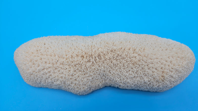 Vintage Oblong Bowl Coral – Elongated Cream Coral Specimen for Coastal Décor