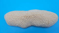 Vintage Oblong Bowl Coral – Elongated Cream Coral Specimen for Coastal Décor