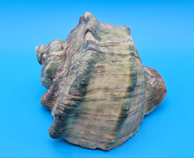 Giant green marmoratus turban shell with spiral design and earthy green-brown tones, measuring 6.4x6.2x4 inches