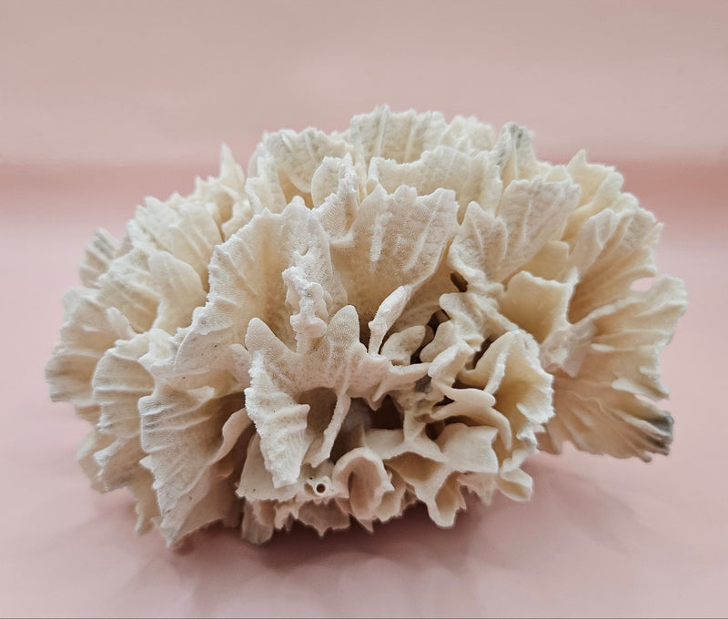 White vintage Rugosa coral fossil with radial ridges on pink background – 6.8 inch horn coral decor