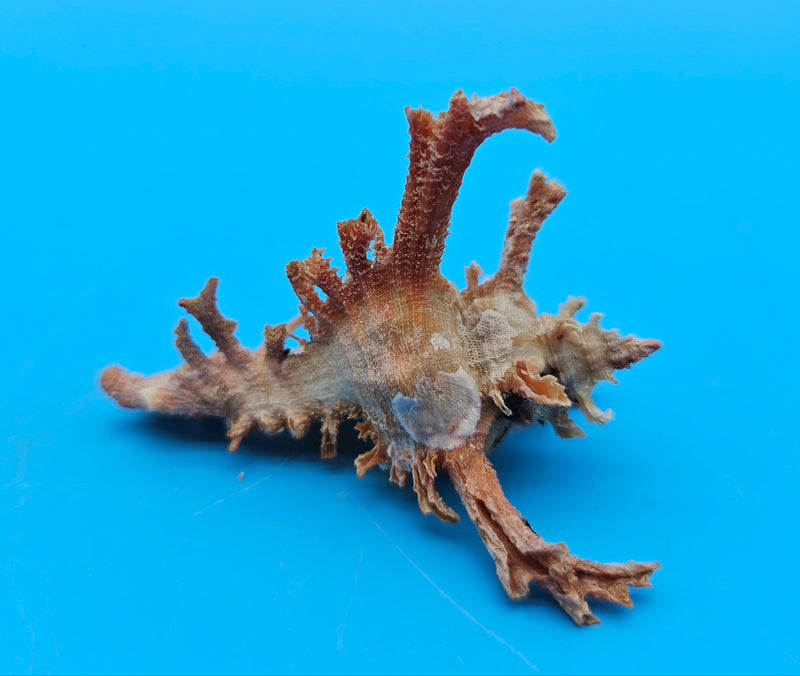  Murex crocatus shell, 2.3 inches, orange spiny fronds with intricate ridges, from Zambales, Philippines.