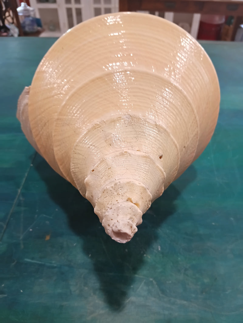 Large Australian Trumpet Shell 21 Inches – Syrinx aruanus Natural Specimen