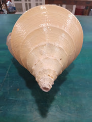 Large Australian Trumpet Shell 21 Inches – Syrinx aruanus Natural Specimen