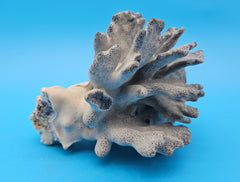 Vintage Blue Ridge Coral – 6