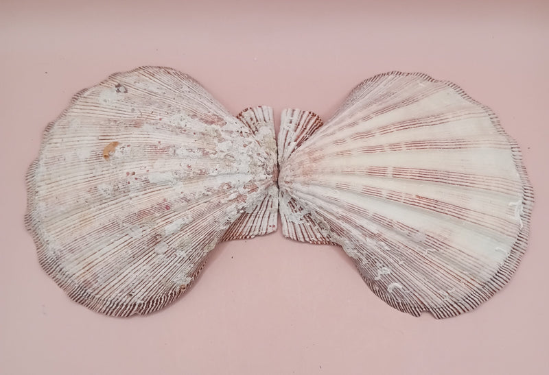 Natural Lion's Paw seashell pair, 5.0 by 5.2 inches, with textured barnacle accents and coastal tones