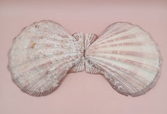 Natural Lion's Paw seashell pair, 5.0 by 5.2 inches, with textured barnacle accents and coastal tones