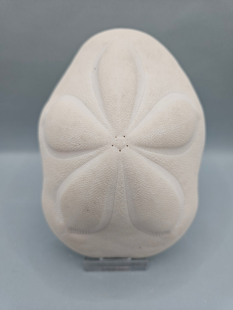 sea biscuit puffer, thick natural sand dollar with beige texture, perfect for coastal décor or crafts