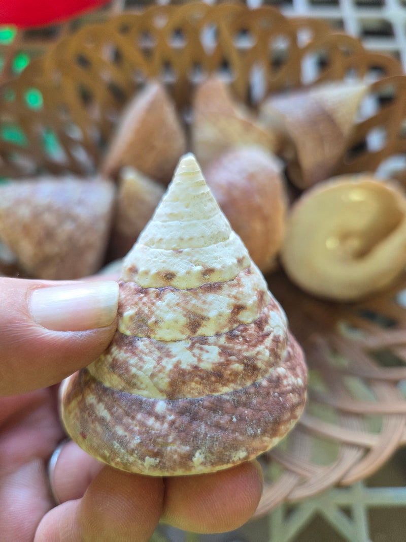Buffed Commercial Top Trochus Shell