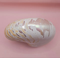 6-inch natural nautilus shell with smooth spiral pattern and creamy pearlescent finish.