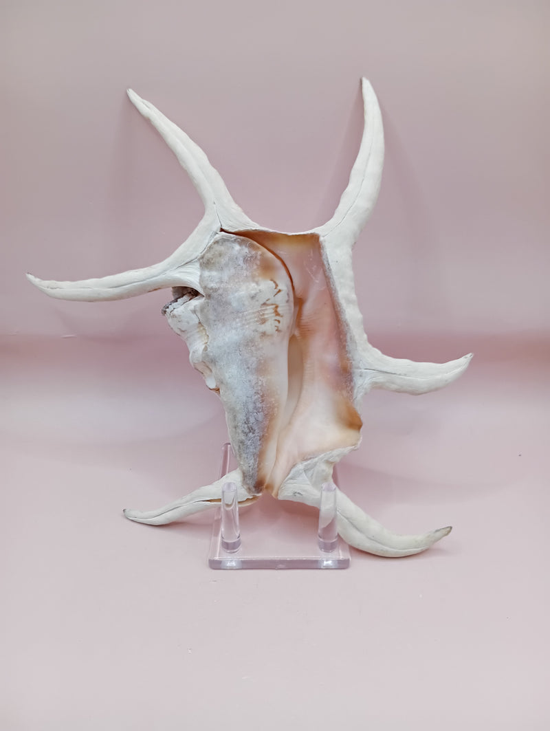Lambis chiragra harpago shell with long curved spines and pink interior