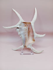 Lambis chiragra harpago shell with long curved spines and pink interior