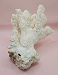 Vintage Cauliflower Coral Specimen 10x7.5x6 – Textured Ivory Coral Display Piece