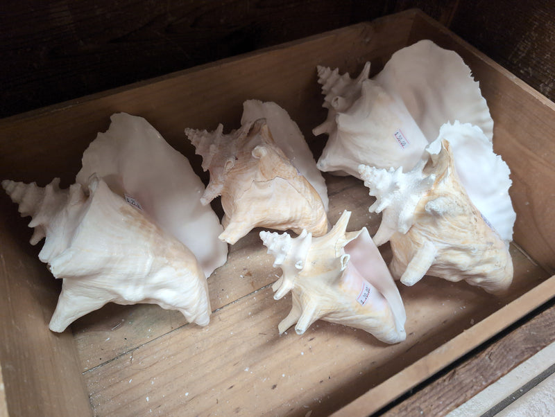 Pink Queen Conch Display Shell- Pierced (Strombus Gigas)