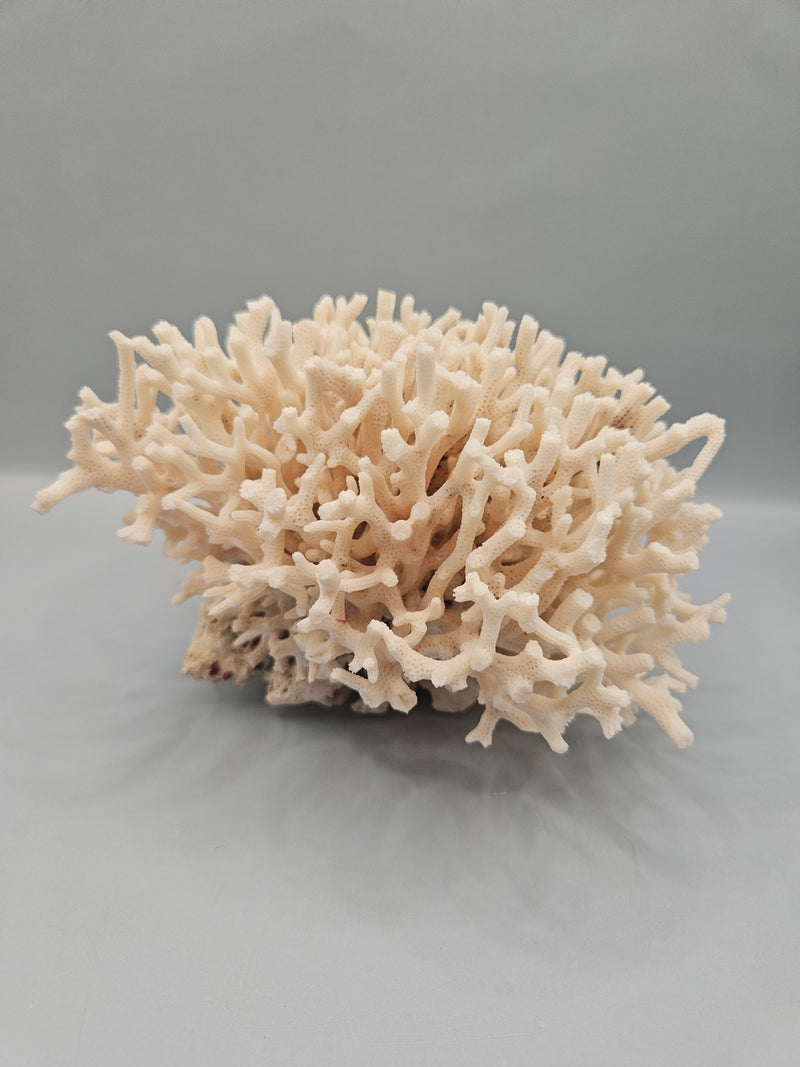 A 6.5"x5.5" Table Coral Acropora Latistella with intricate branching patterns, ideal for ocean or coastal-themed decor.