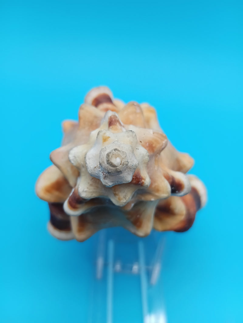 Perry Triton Cymatium 5.9" display shell for coastal home decor – natural specimen