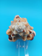 Perry Triton Cymatium 5.9