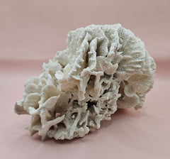 Vintage Rugosa coral specimen, measuring 8x8x5 inches. Naturally white and sculptural, it’s perfect for coastal decor or fossil collections.