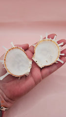 Spiny Spondylus shell with coral and ivory coloring on pink background, measuring 3.2 inches wide