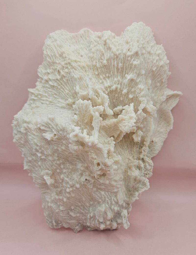 Ruffled vintage Merulina coral specimen with layered fan-like structure on pink background
