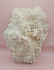Ruffled vintage Merulina coral specimen with layered fan-like structure on pink background