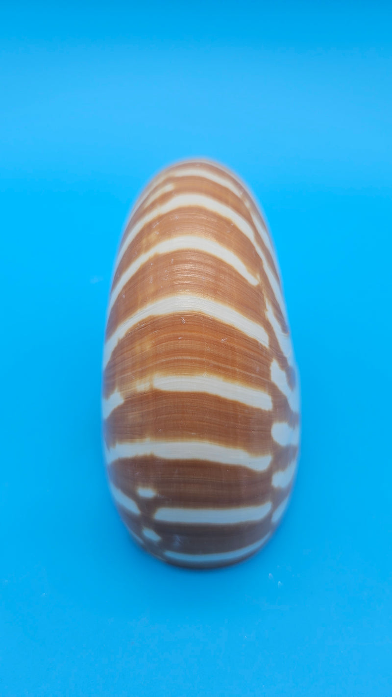 Tiger Nautilus Shell – Striking Natural Ocean Decor 4"
