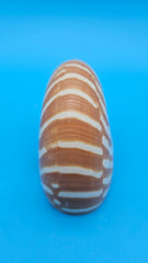 Tiger Nautilus Shell – Striking Natural Ocean Decor 4