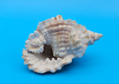 Distorsio anus shell, 2.6 inches, ribbed twisted form with brown-and-cream stripes and flared lip.