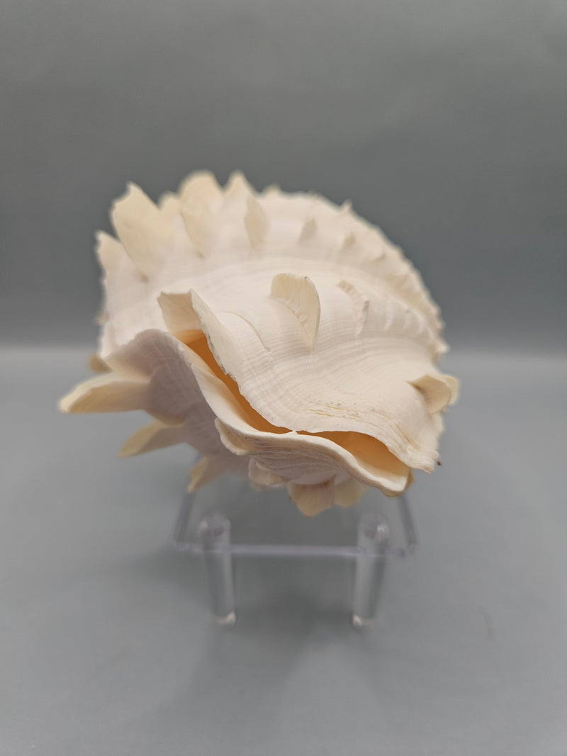 Squamosa clam shell pair, 6 inches wide, featuring natural ridges and textures