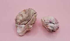 Vintage Spondylus shell pair with handwritten 1965 collection note on pink background
