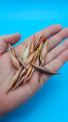 1.5-inch Phenacovolva rosea shell in ivory to rose-orange shades for coastal décor display