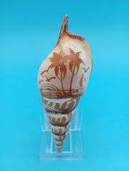 Carved Tibia Shell with Palm Tree Scene – 4.4