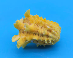 Golden yellow Cardium cardita shell with spiny texture from Bantayan Island for coastal décor display, approx. 1.3 inches