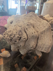 Raw Chank Shell