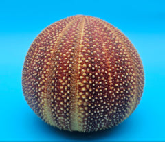 English urchin shell in deep red and tan tones with raised nodules and round shape on a bright blue background