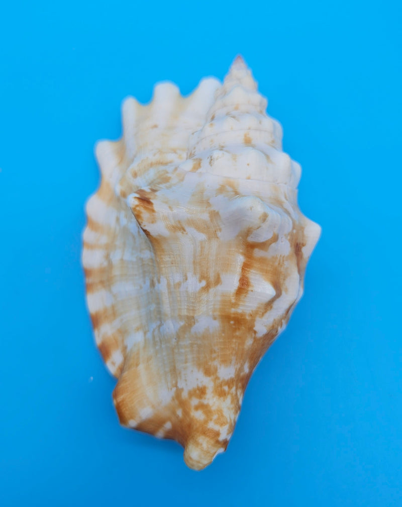 Laminate Conch Shell 4.5" Strombus sinuatus Display Shell with Warm Coastal Color