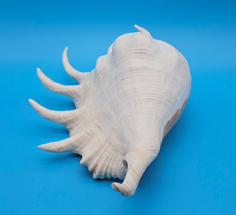 Extra large mutant Lambis truncata display shell for coastal home decor - premium natural specimen