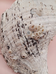 Large white horse conch shell with barnacles, 11.5 inches long