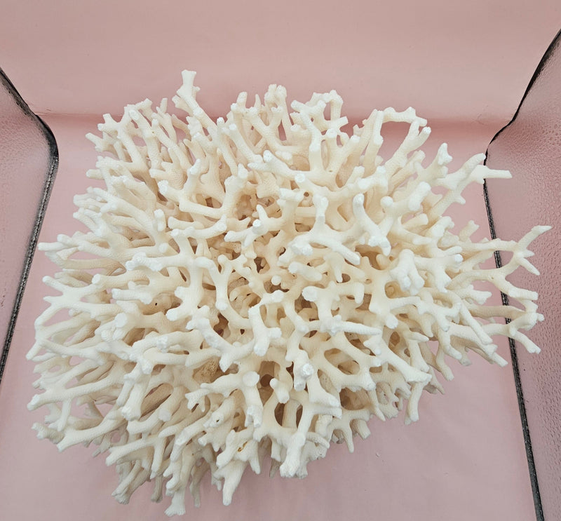 intage Birdsnest coral specimen with dense white branching 
