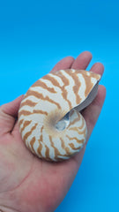 Tiger Nautilus Shell – Striking Natural Ocean Decor 3