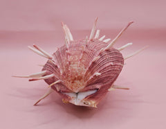 Spiny mauve Spondylus regius shell with long radial spines on pink background