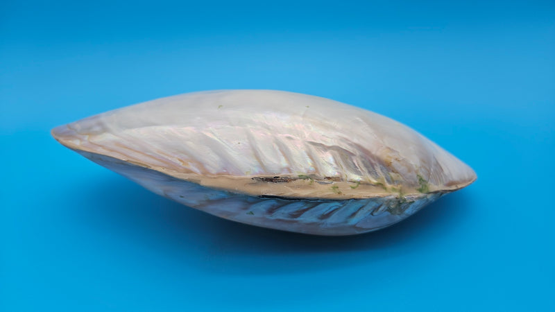  Fused Rainbow Cebu clam shell with polished iridescent surface and pastel pearl tones on blue background